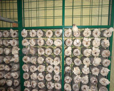 蘑菇网（蘑菇培育铁丝网）